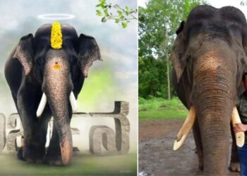 Darshan: ನಟ ದರ್ಶನ್‌ ಕಾಡುತ್ತಿದೆ ಅರ್ಜುನನ ಸಾವು – ಆತನಿಗೆ ಸಲ್ಲಬೇಕಾದ ಗೌರವ ಸಲ್ಲಿಸಿ ಎಂದು ಮನವಿ