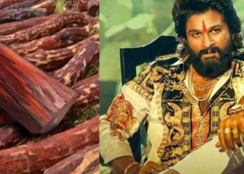 raktha chandan mafia: ರಕ್ತ ಚಂದನಕ್ಕೆ ಯಾಕಿಂಥಾ ಬೇಡಿಕೆ?