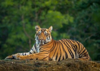 tigers story: ಹೆದರಿಸೋ ಹುಲಿಗಳ ಇಂಟರೆಸ್ಟಿಂಗ್ ವಿಷಯ!