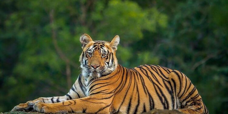 tigers story: ಹೆದರಿಸೋ ಹುಲಿಗಳ ಇಂಟರೆಸ್ಟಿಂಗ್ ವಿಷಯ!