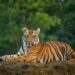 tigers story: ಹೆದರಿಸೋ ಹುಲಿಗಳ ಇಂಟರೆಸ್ಟಿಂಗ್ ವಿಷಯ!