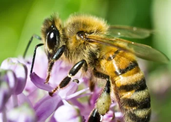 honeybee: ಜೇನು ನೊಣಗಳ ಅದ್ಭುತ ಜಗತ್ತು!