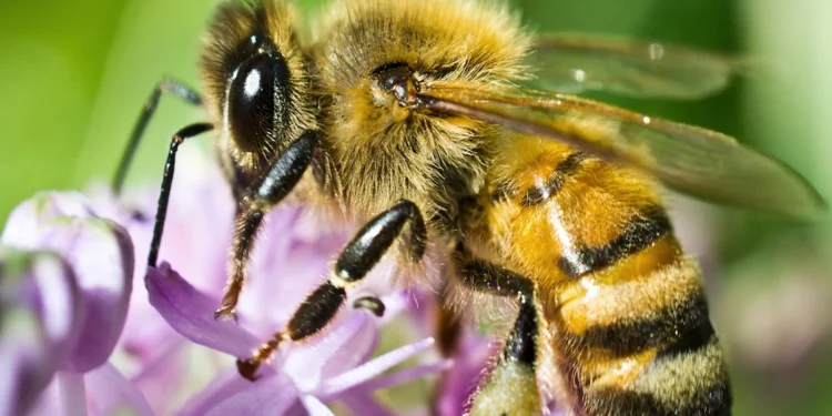 honeybee: ಜೇನು ನೊಣಗಳ ಅದ್ಭುತ ಜಗತ್ತು!