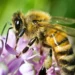 honeybee: ಜೇನು ನೊಣಗಳ ಅದ್ಭುತ ಜಗತ್ತು!