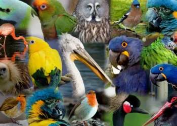 wonderful facts about birds: ಪಕ್ಷಿಗಳದ್ದು ಅದ್ಭುತ ಜಗತ್ತು!