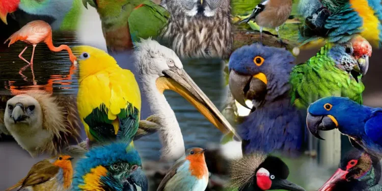 wonderful facts about birds: ಪಕ್ಷಿಗಳದ್ದು ಅದ್ಭುತ ಜಗತ್ತು!