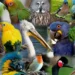 wonderful facts about birds: ಪಕ್ಷಿಗಳದ್ದು ಅದ್ಭುತ ಜಗತ್ತು!