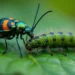 insects: ಕೀಟಗಳ ಲೋಕದಲ್ಲಿ ಏನೇನಾಗ್ತಿದೆ ಗೊತ್ತಾ?