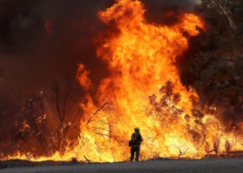 reason for wildfire: ಕಾಡಿಗೆ ಕಂಟಕವಾದ ಕೊಳ್ಳಿದೆವ್ವಗಳು!