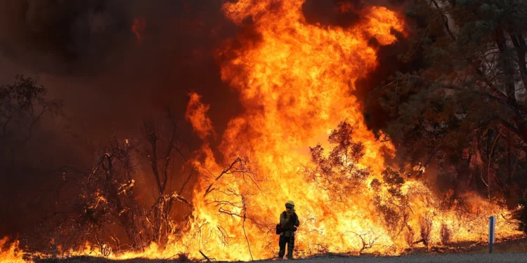 reason for wildfire: ಕಾಡಿಗೆ ಕಂಟಕವಾದ ಕೊಳ್ಳಿದೆವ್ವಗಳು!