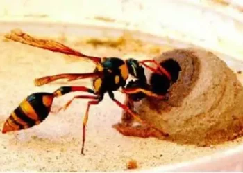 wonderful world of wasps: ಕೀಟ ಲೋಕದ ಅದ್ಭುತ ಕೆಲಸಗಾರ ಕಣಜ!