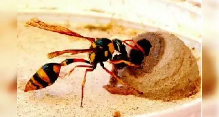 wonderful world of wasps: ಕೀಟ ಲೋಕದ ಅದ್ಭುತ ಕೆಲಸಗಾರ ಕಣಜ!