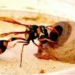wonderful world of wasps: ಕೀಟ ಲೋಕದ ಅದ್ಭುತ ಕೆಲಸಗಾರ ಕಣಜ!