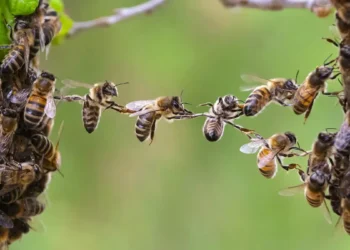 wonderful life cycle of honey bee: ಒಂದು ಚಮಚ ಜೇನಿನ ಹಿಂದೆ ಅದೆಷ್ಟು ಶ್ರಮವಿರುತ್ತೆ ಗೊತ್ತಾ?