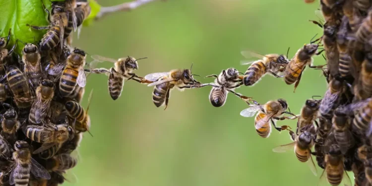 wonderful life cycle of honey bee: ಒಂದು ಚಮಚ ಜೇನಿನ ಹಿಂದೆ ಅದೆಷ್ಟು ಶ್ರಮವಿರುತ್ತೆ ಗೊತ್ತಾ?