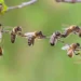 wonderful life cycle of honey bee: ಒಂದು ಚಮಚ ಜೇನಿನ ಹಿಂದೆ ಅದೆಷ್ಟು ಶ್ರಮವಿರುತ್ತೆ ಗೊತ್ತಾ?