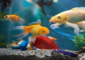 wonderful fish world: ಮೀನುಗಳ ವಿಸ್ಮಯ ಜಗತ್ತು!