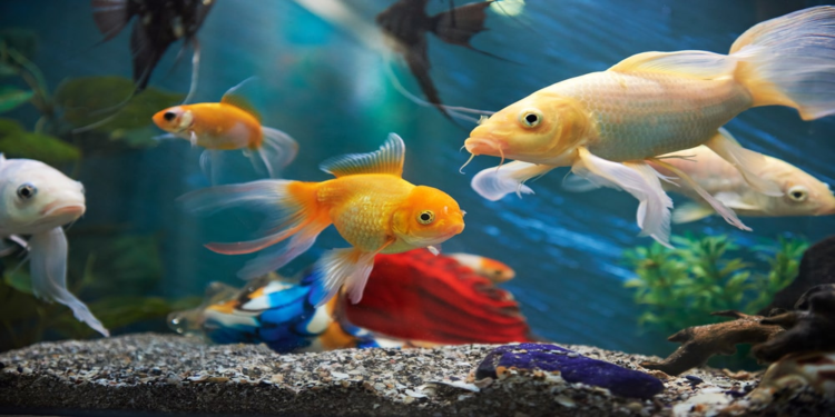 wonderful fish world: ಮೀನುಗಳ ವಿಸ್ಮಯ ಜಗತ್ತು!