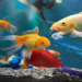 wonderful fish world: ಮೀನುಗಳ ವಿಸ್ಮಯ ಜಗತ್ತು!