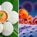 How are idlis linked to cancer: ಇಡ್ಲಿಯಲ್ಲಿ ಅಡಗಿದೆಯೇ ಡೆಡ್ಲಿ ಕ್ಯಾನ್ಸರ್?