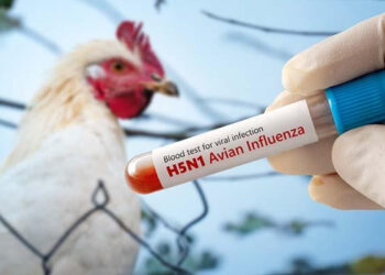 history of bird flu: ಹಕ್ಕಿ ಜ್ವರದ ಬೆನ್ನಟ್ಟಿ ಬರಲಿದೆಯಾ ಭಯಾನಕ ವೈರಸ್?