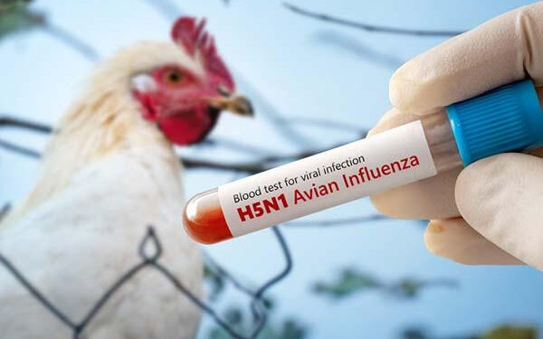 history of bird flu: ಹಕ್ಕಿ ಜ್ವರದ ಬೆನ್ನಟ್ಟಿ ಬರಲಿದೆಯಾ ಭಯಾನಕ ವೈರಸ್?