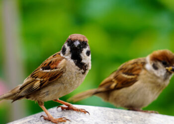 World Sparrow Day: ಸಣ್ಣ ದೇಹದ ಗುಬ್ಬಚ್ಚಿ ಮರೆಯಾಗಿರೋದು ದೊಡ್ಡ ಗಂಡಾಂತರದ ಮುನ್ಸೂಚನೆ!