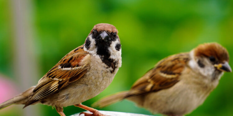 World Sparrow Day: ಸಣ್ಣ ದೇಹದ ಗುಬ್ಬಚ್ಚಿ ಮರೆಯಾಗಿರೋದು ದೊಡ್ಡ ಗಂಡಾಂತರದ ಮುನ್ಸೂಚನೆ!