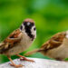 World Sparrow Day: ಸಣ್ಣ ದೇಹದ ಗುಬ್ಬಚ್ಚಿ ಮರೆಯಾಗಿರೋದು ದೊಡ್ಡ ಗಂಡಾಂತರದ ಮುನ್ಸೂಚನೆ!
