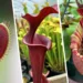 carnivorous plants: ಸಸ್ಯಗಳೂ ಬೇಟೆಯಾಡುತ್ತವೆ!
