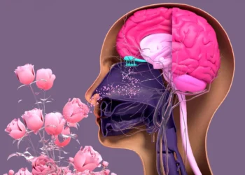 fragrance connected to memory: ಮೂಗಿಗಿದೆ 50 ಸಾವಿರ ಪರಿಮಳ ಗ್ರಹಿಸೋ ಶಕ್ತಿ!