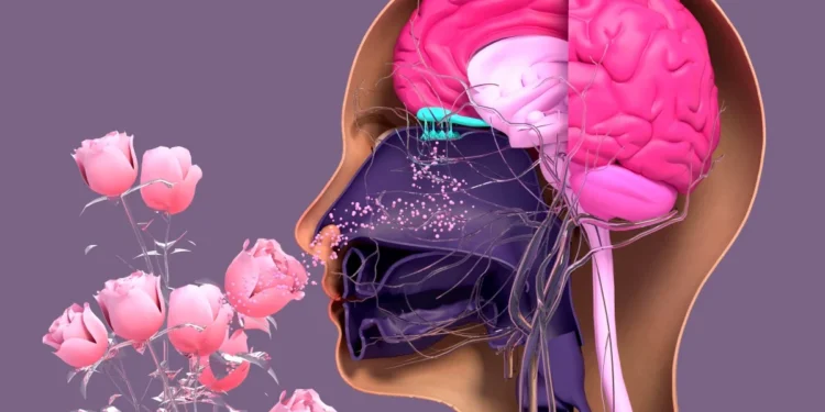 fragrance connected to memory: ಮೂಗಿಗಿದೆ 50 ಸಾವಿರ ಪರಿಮಳ ಗ್ರಹಿಸೋ ಶಕ್ತಿ!
