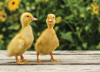 interesting facts: ಗಡ್ಡದ ಗೂಡಲ್ಲಿ ಹುಟ್ಟಿತ್ತು ಬಾತುಕೋಳಿ!
