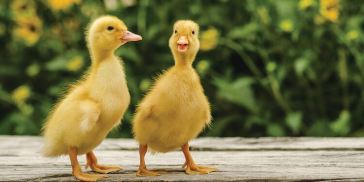 interesting facts: ಗಡ್ಡದ ಗೂಡಲ್ಲಿ ಹುಟ್ಟಿತ್ತು ಬಾತುಕೋಳಿ!