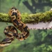 wonder facts of snakes: ಭಯ ಹುಟ್ಟಿಸೋ ಹಾವುಗಳದ್ದು ಬೆರಗಿನ ಜಗತ್ತು!