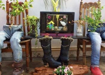 plant growth in plants: ಪ್ಯಾಂಟಿನಲ್ಲೇ ಪ್ಲಾಂಟ್ಸ್ ಬೆಳೆದ ಚತುರ!