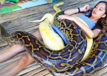 snakes massage: ಮಸಾಜ್ ಮಾಡೋದು ಹಡುಗೀರಲ್ಲ; ಹಾವುಗಳು!