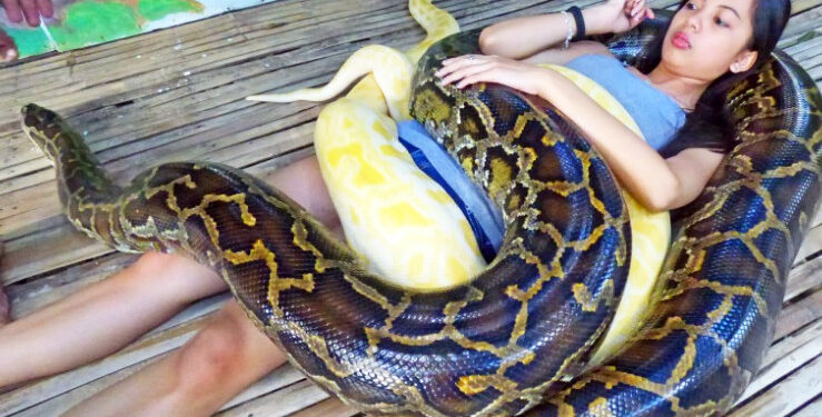 snakes massage: ಮಸಾಜ್ ಮಾಡೋದು ಹಡುಗೀರಲ್ಲ; ಹಾವುಗಳು!