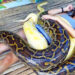 snakes massage: ಮಸಾಜ್ ಮಾಡೋದು ಹಡುಗೀರಲ್ಲ; ಹಾವುಗಳು!