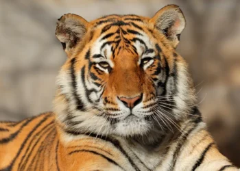 tigers in danger zone: ಭಾರತದಲ್ಲಿ ನಡೆಯುತ್ತಿದೆ ಹುಲಿಗಳ ಮಾರಣಹೋಮ!