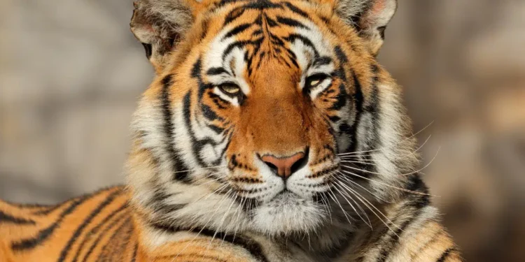 tigers in danger zone: ಭಾರತದಲ್ಲಿ ನಡೆಯುತ್ತಿದೆ ಹುಲಿಗಳ ಮಾರಣಹೋಮ!