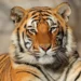 tigers in danger zone: ಭಾರತದಲ್ಲಿ ನಡೆಯುತ್ತಿದೆ ಹುಲಿಗಳ ಮಾರಣಹೋಮ!
